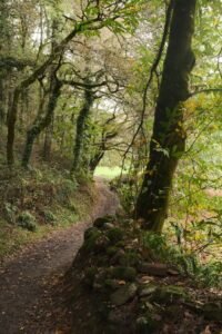 A tranquil forest pathway surrounded by lush greenery in Galicia, Spain.