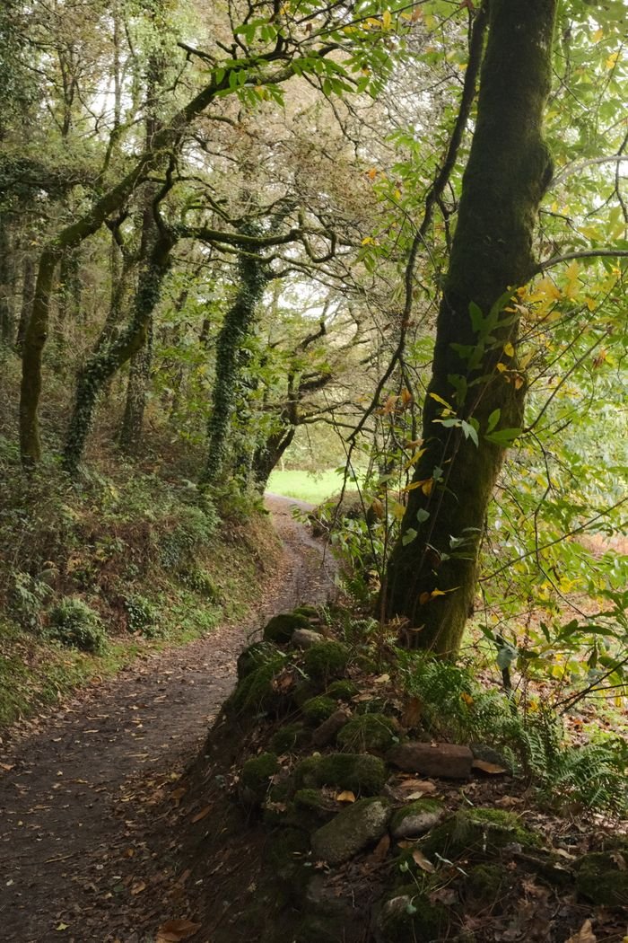 A tranquil forest pathway surrounded by lush greenery in Galicia, Spain.